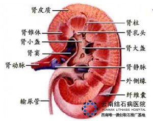 艾灸治好胆结石的原理_胆结石可怕吗 艾灸能把胆结石灸成泥沙状(3)