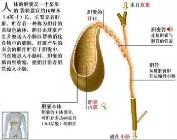 探究社会新现象:为何保胆患者越来越多?