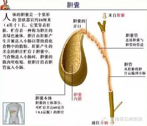 "关爱胆囊,守护健康"教师节公益行活动